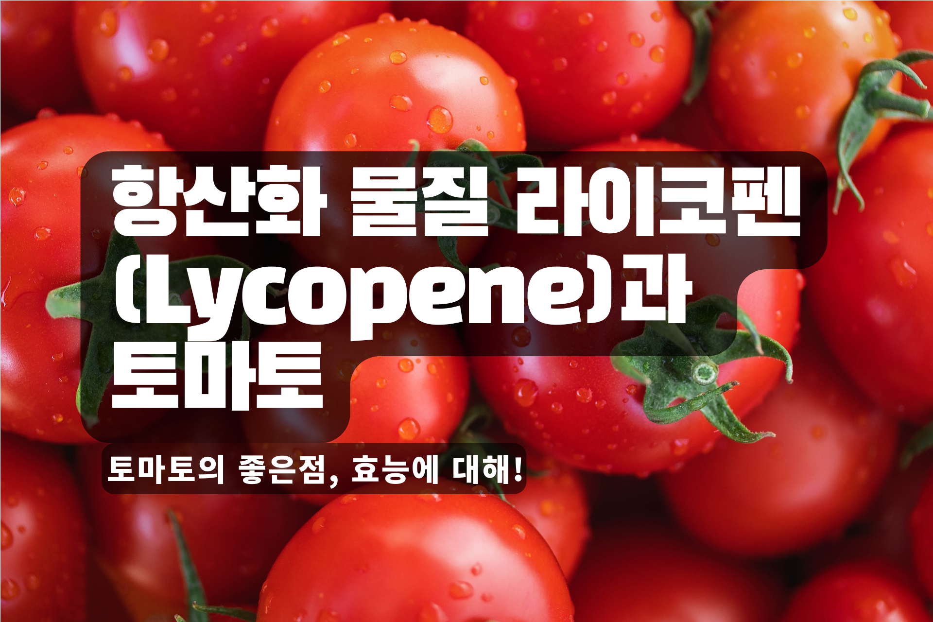 You are currently viewing 항산화 물질 라이코펜(Lycopene)과 토마토